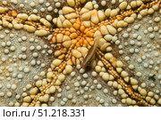Starfish shrimp (Periclimenes soror) on a sea star, Lembeh Strait, Indonesia. VW Pics/Stocktrek Images/TASS. Стоковое фото, агентство ТАСС / Фотобанк Лори