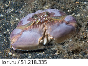 A box crab rests on the ocean bottom, Lembeh Strait, Indonesia. VW Pics/Stocktrek Images/TASS. Стоковое фото, агентство ТАСС / Фотобанк Лори