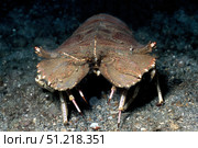 Slipper lobster, Lembeh Strait, Indonesia. VW Pics/Stocktrek Images/TASS. Стоковое фото, агентство ТАСС / Фотобанк Лори