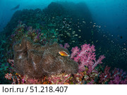 Anemone, soft corals and diver silhouette at Richelieu Rock, Thailand. VW Pics/Stocktrek Images/TASS. Стоковое фото, агентство ТАСС / Фотобанк Лори