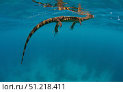 A water monitor swimming in Sogod bay, Southern Leyte, Philippines. VW Pics/Stocktrek Images/TASS. Стоковое фото, агентство ТАСС / Фотобанк Лори