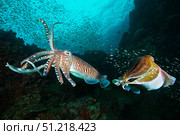 Two Pharaoh cuttlefish fighting at Richelieu Rock, Thailand. VW Pics/Stocktrek Images/TASS. Стоковое фото, агентство ТАСС / Фотобанк Лори