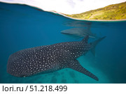 Whale sharks swimming in the Bohol Sea, Philippines. VW Pics/Stocktrek Images/TASS. Стоковое фото, агентство ТАСС / Фотобанк Лори