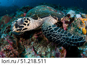 Hawksbill sea turtle portrait, Komodo National Park, Indonesia. VW Pics/Stocktrek Images/TASS. Стоковое фото, агентство ТАСС / Фотобанк Лори