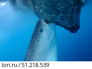 A whale shark sucks on a net full of fish in Cenderawasih Bay, Indonesia. VW Pics/Stocktrek Images/TASS. Стоковое фото, агентство ТАСС / Фотобанк Лори