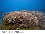 Staghorn corals in Baler, Philippines. VW Pics/Stocktrek Images/TASS. Стоковое фото, агентство ТАСС / Фотобанк Лори