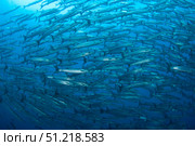 Schooling chevron barracuda, Indonesia. VW Pics/Stocktrek Images/TASS. Стоковое фото, агентство ТАСС / Фотобанк Лори