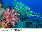 Soft coral and schooling bigeye snappers, Raja Ampat, Indonesia. VW Pics/Stocktrek Images/TASS. Стоковое фото, агентство ТАСС / Фотобанк Лори