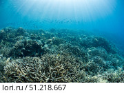 A hard coral reef with a variety of corals in North Sulawesi, Indonesia. VW Pics/Stocktrek Images/TASS. Стоковое фото, агентство ТАСС / Фотобанк Лори