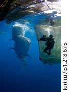 A diver films whale sharks under a fishing platform. VW Pics/Stocktrek Images/TASS. Стоковое фото, агентство ТАСС / Фотобанк Лори