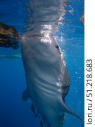 Whale shark feeding under a fishing platform in Cenderawasih Bay, Indonesia. VW Pics/Stocktrek Images/TASS. Стоковое фото, агентство ТАСС / Фотобанк Лори