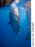 Whale shark feeding under a fishing platform in Cenderawasih Bay, Indonesia. VW Pics/Stocktrek Images/TASS. Стоковое фото, агентство ТАСС / Фотобанк Лори