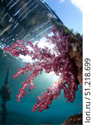 Soft coral, Dendronephthya sp., growing on the pilings of a pier in Arborek Island, Indonesia. VW Pics/Stocktrek Images/TASS. Стоковое фото, агентство ТАСС / Фотобанк Лори