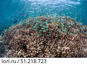Shallow coral reef in Bunaken Marine Park, North Sulawesi, Indonesia. VW Pics/Stocktrek Images/TASS. Стоковое фото, агентство ТАСС / Фотобанк Лори