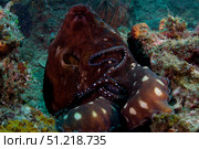 Reef octopus, Lembeh Strait, North Sulawesi, Indonesia. VW Pics/Stocktrek Images/TASS. Стоковое фото, агентство ТАСС / Фотобанк Лори