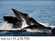 Humpback whales bubble-net feeding, Clarence Strait, Alaska, Pacific Ocean. VW Pics/Stocktrek Images/TASS. Стоковое фото, агентство ТАСС / Фотобанк Лори