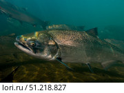 King Salmon, Rogue River, Oregon. VW Pics/Stocktrek Images/TASS. Стоковое фото, агентство ТАСС / Фотобанк Лори