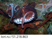 Giant Pacific octopus (Enteroctopus dofleini). VW Pics/Stocktrek Images/TASS. Стоковое фото, агентство ТАСС / Фотобанк Лори