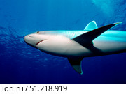 Silvertip shark, Tuamotus, Pacific Ocean. VW Pics/Stocktrek Images/TASS. Стоковое фото, агентство ТАСС / Фотобанк Лори