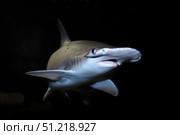 Bonnethead shark (Sphyrna tiburo). VW Pics/Stocktrek Images/TASS. Стоковое фото, агентство ТАСС / Фотобанк Лори