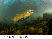 King Salmon, Rogue River, Oregon. VW Pics/Stocktrek Images/TASS. Стоковое фото, агентство ТАСС / Фотобанк Лори