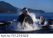 A group of humpback whale feeding from a bubble net in Southeast Alaska. VW Pics/Stocktrek Images/TASS. Стоковое фото, агентство ТАСС / Фотобанк Лори