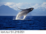 Humpback whale breaching the Inside Passage, Southeast Alaska. VW Pics/Stocktrek Images/TASS. Стоковое фото, агентство ТАСС / Фотобанк Лори