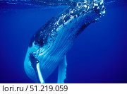 Humpback whale, Tonga Islands, South Pacific. VW Pics/Stocktrek Images/TASS. Стоковое фото, агентство ТАСС / Фотобанк Лори