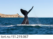 A southern right whale slaps the surface of the water with its flukes, Argentina. VW Pics/Stocktrek Images/TASS. Стоковое фото, агентство ТАСС / Фотобанк Лори