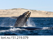 A southern right whale calf breaching the waters off Argentina. VW Pics/Stocktrek Images/TASS. Стоковое фото, агентство ТАСС / Фотобанк Лори