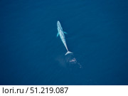 Aerial view of a blue whale in the Gulf of California, Mexico. VW Pics/Stocktrek Images/TASS. Стоковое фото, агентство ТАСС / Фотобанк Лори