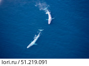 Aerial view of two blue whales in the Gulf of California, Mexico VW Pics/Stocktrek Images/TASS. Стоковое фото, агентство ТАСС / Фотобанк Лори