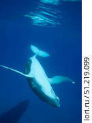 A diving humpback whale calf, VavaæÈu, Tonga, South Pacific. VW Pics/Stocktrek Images/TASS. Стоковое фото, агентство ТАСС / Фотобанк Лори