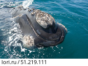 A southern right whale raising its head above the surface. VW Pics/Stocktrek Images/TASS. Стоковое фото, агентство ТАСС / Фотобанк Лори