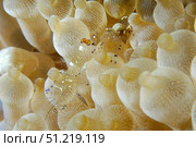 Anemone shrimp, Negros Island, Philippines. VW Pics/Stocktrek Images/TASS. Стоковое фото, агентство ТАСС / Фотобанк Лори