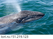 A gray whale calf in San Ignacio Lagoon, Baja California Sur, Mexico. VW Pics/Stocktrek Images/TASS. Стоковое фото, агентство ТАСС / Фотобанк Лори
