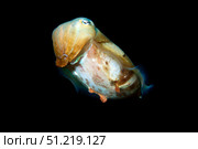 Broadband cuttlefish on black background. VW Pics/Stocktrek Images/TASS. Стоковое фото, агентство ТАСС / Фотобанк Лори