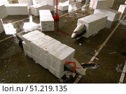 Thresher sharks packed for shipment at a fish market in Taiwan. VW Pics/Stocktrek Images/TASS. Стоковое фото, агентство ТАСС / Фотобанк Лори
