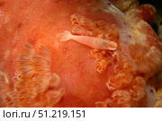Emperor shrimp on a dorid nudibranch. VW Pics/Stocktrek Images/TASS. Стоковое фото, агентство ТАСС / Фотобанк Лори