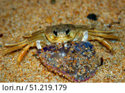 Crab preying on a dead portuguese man-of-war, Brazil VW Pics/Stocktrek Images/TASS. Стоковое фото, агентство ТАСС / Фотобанк Лори