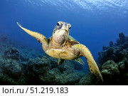 A green sea turtle, Chelonia mydas, Ko'olina, Oahu, Hawaii, North Pacific. VW Pics/Stocktrek Images/TASS. Стоковое фото, агентство ТАСС / Фотобанк Лори