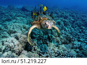 A green sea turtle getting cleaned by yellow tangs and lined bristletooth, Hawaii. VW Pics/Stocktrek Images/TASS. Стоковое фото, агентство ТАСС / Фотобанк Лори