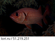 A bigscale soldierfish, Fiji. Terry Moore/Stocktrek Images/TASS. Стоковое фото, агентство ТАСС / Фотобанк Лори