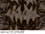 Close-up pattern of a giant sea cucumber. Terry Moore/Stocktrek Images/TASS. Стоковое фото, агентство ТАСС / Фотобанк Лори