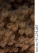 Coral polyps feeding, Beqa Lagoon, Fiji. Terry Moore/Stocktrek Images/TASS. Стоковое фото, агентство ТАСС / Фотобанк Лори