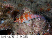 Dwarf hawkfish, Fiji. Terry Moore/Stocktrek Images/TASS. Стоковое фото, агентство ТАСС / Фотобанк Лори