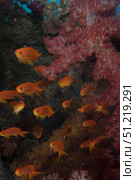 Scalefin anthias fish in Beqa Lagoon, Fiji. Terry Moore/Stocktrek Images/TASS. Стоковое фото, агентство ТАСС / Фотобанк Лори