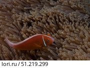 Pink anemonefish in its host anenome, Fiji. Terry Moore/Stocktrek Images/TASS. Стоковое фото, агентство ТАСС / Фотобанк Лори