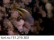 Freakled hawkfish sits on some Acropora coral on a Fijian reef. Terry Moore/Stocktrek Images/TASS. Стоковое фото, агентство ТАСС / Фотобанк Лори