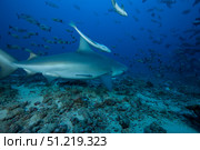 A large bull shark at The Bistro dive site in Fiji. Terry Moore/Stocktrek Images/TASS. Стоковое фото, агентство ТАСС / Фотобанк Лори